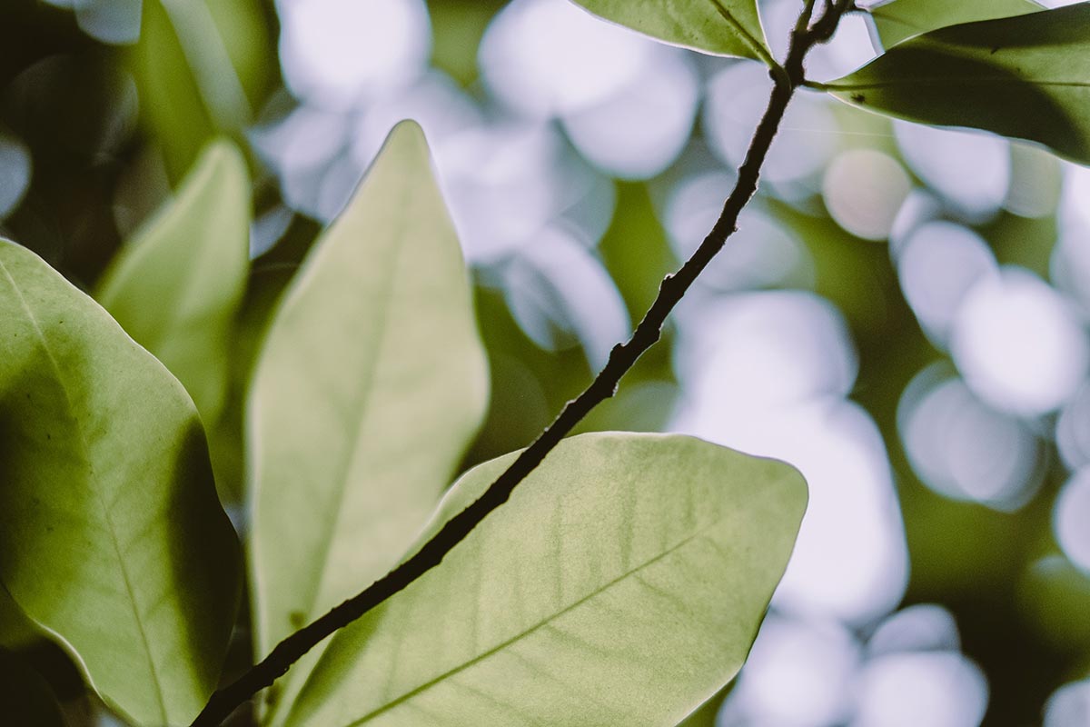 Perfetto per il clima